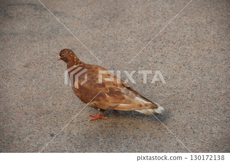 Close up of the Pigeon 130172138