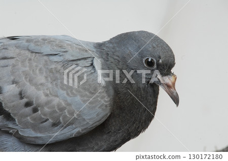 Pigeon in a studio lighting Pigeon in a studio lighting 130172180