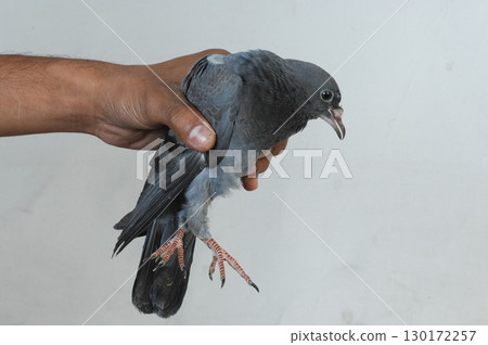 Male Hand Holding a Pigeon 130172257