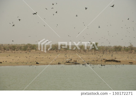 Pigeons Flying in a Sky 130172271