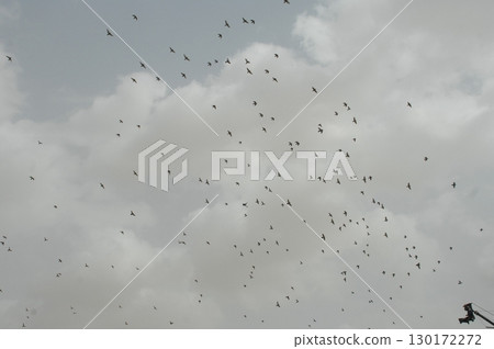 Pigeons Flying in a Sky 130172272