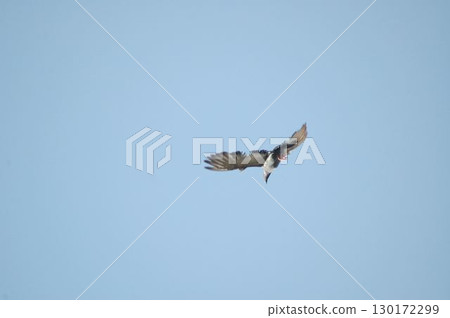 Pigeon Flying in a Sky Pigeon Flying in a Sky 130172299