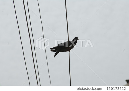 Pigeon on the Power Cable 130172312