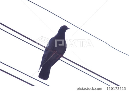 Pigeon on the Power Cable 130172313
