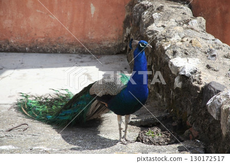 Peacock at Home Setting 130172517