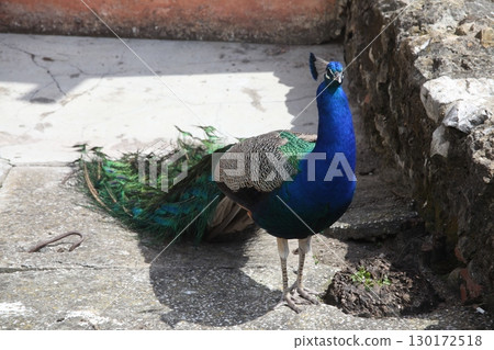 Peacock at Home Setting Peacock at Home Setting 130172518