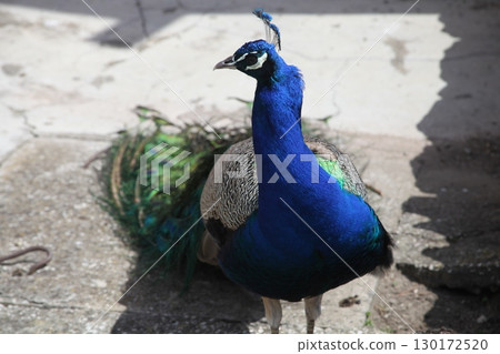 Peacock at Home Setting Peacock at Home Setting 130172520