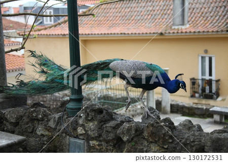 Peacock at Home Setting 130172531