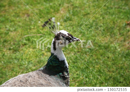 Peacock at Home Setting Peacock at Home Setting 130172535
