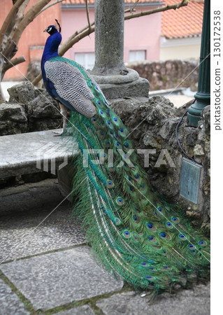 Peacock at Home Setting Peacock at Home Setting 130172538