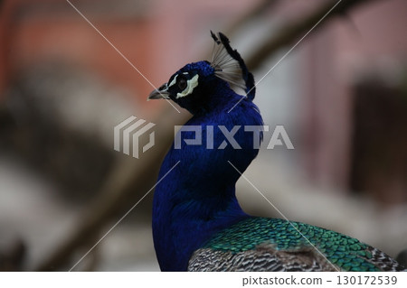 Peacock at Home Setting 130172539