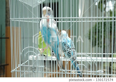 Parrot in a cage Close up 130172574