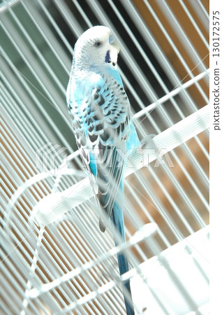 Parrot in a cage Close up Parrot in a cage Close up 130172575