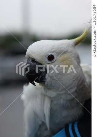 Parrot in a cage Close up 130172584