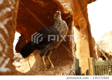 Hen at rural House India 130172685