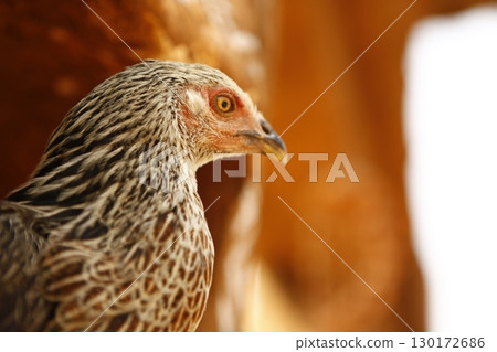 Hen at rural House India Hen at rural House India 130172686