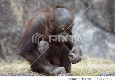Orangutan 130172699