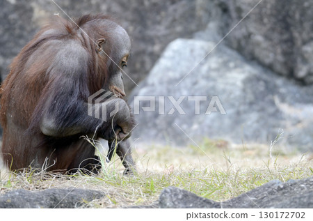 Orangutan Orangutan 130172702