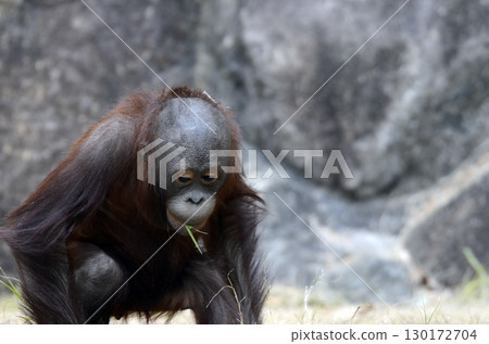 Orangutan Orangutan 130172704