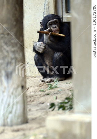 Chimpanzee 130172706