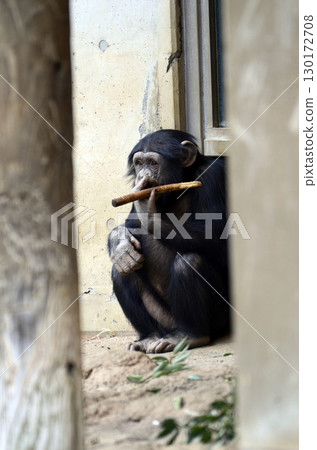Chimpanzee Chimpanzee 130172708