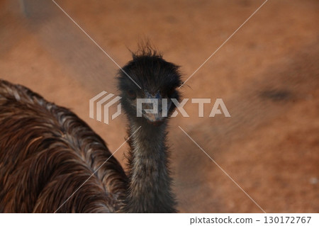 Emu Bird in the foarm India 130172767