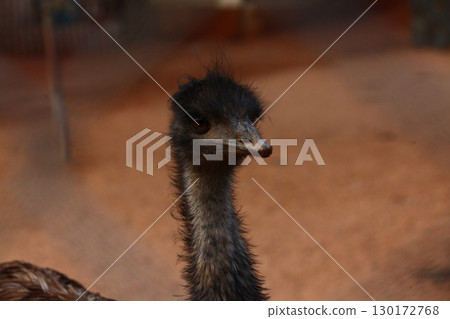 Emu Bird in the foarm India 130172768