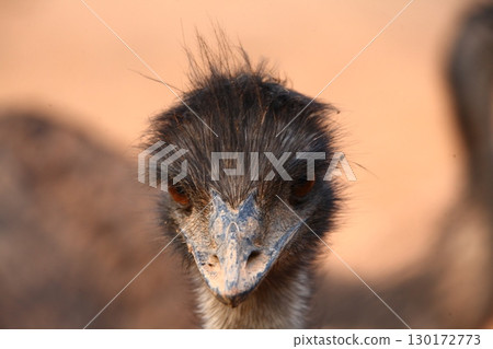 Emu Bird in the foarm India Emu Bird in the foarm India 130172773