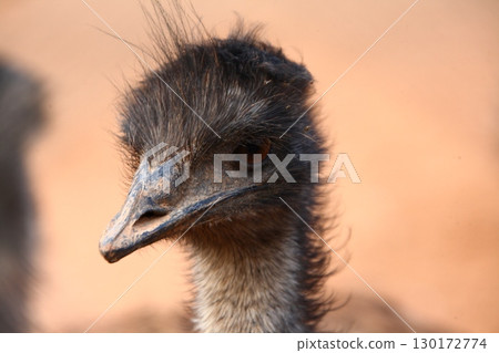 Emu Bird in the foarm India Emu Bird in the foarm India 130172774