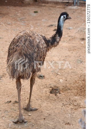 Emu Bird in the foarm India 130172778