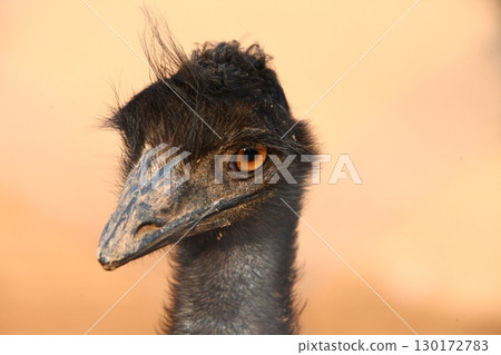 Emu Bird in the foarm India Emu Bird in the foarm India 130172783