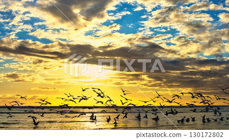 Seagull Beach Sunset 130172802