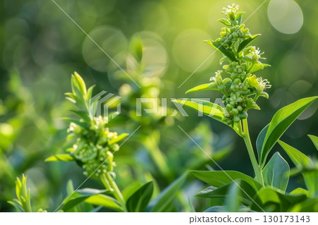 An invasive plant with green flowers and leaves known as alligator.ai generative 130173143