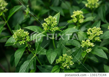 An invasive plant with green flowers and leaves known as alligator.ai generative 130173144