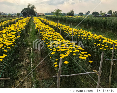 Yellow marigold flower field in full bloom ready for harvest at a rural farm. 130173219