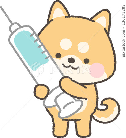 Brown Shiba Inu holding a syringe 130173295