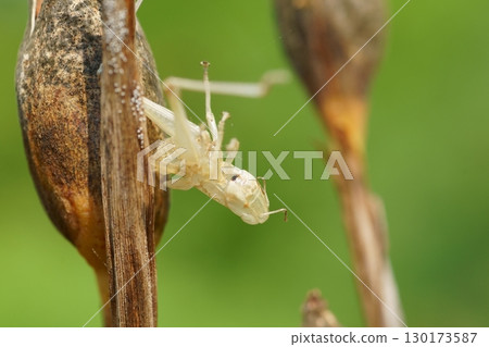 Locust molted shell 130173587