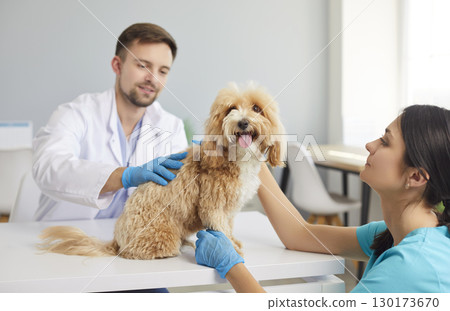 Two veterinarians at clinic examine and take care of cute small pet dog on table 130173670