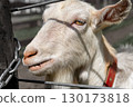 A goat that takes a face out of the fence 130173818