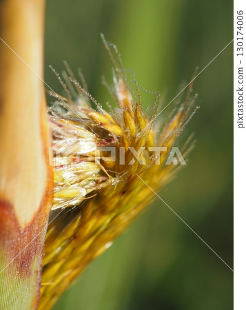 Ears of silver grass just starting to emerge (20250819062617) 130174006