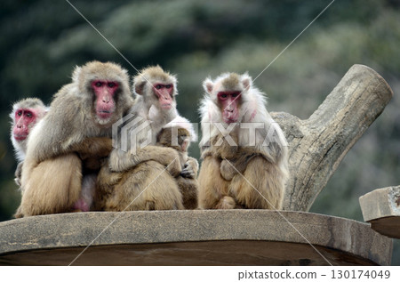 Japanese macaques 130174049