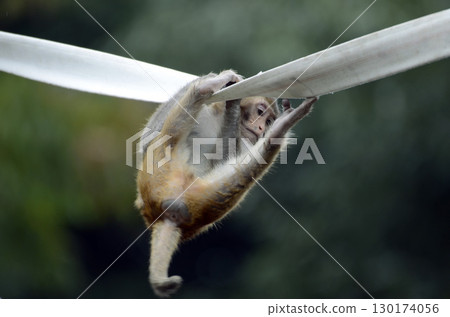 日本獼猴 日本獼猴 130174056