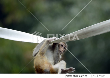 Japanese macaques 130174059