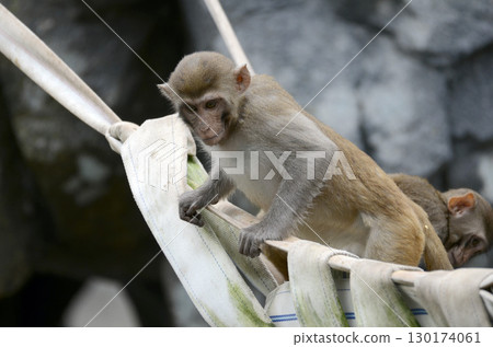 日本獼猴 日本獼猴 130174061