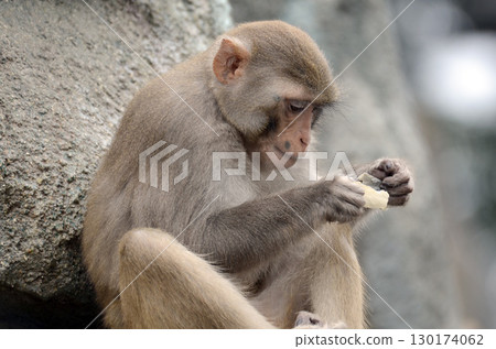 日本獼猴 130174062