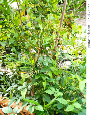 夏季:藤蔓雜草纏繞在花園樹木上 夏季:藤蔓雜草纏繞在花園樹木上 130174267