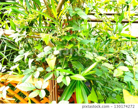 Summer: Vine weeds entangled in garden trees 130174272