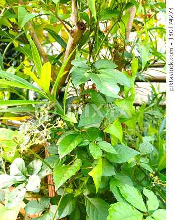 Summer: Vine weeds entangled in garden trees 130174273