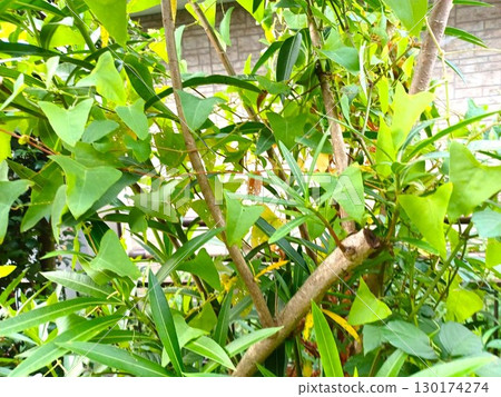 Summer: Vine weeds entangled in garden trees Summer: Vine weeds entangled in garden trees 130174274