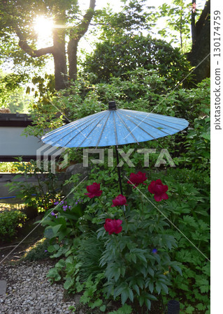 Peonies at Ueno Toshogu Shrine 130174759